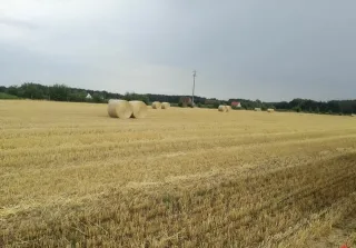 Usługi rolnicze siew kukurydzy mulczowanie prasowanie — photo 1