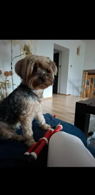 Opieka domowa pieskow- petsitter — zdjęcie 5