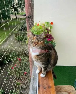 Siatka dla kota, siatka na balkon, siatka balkonowa — photo 2