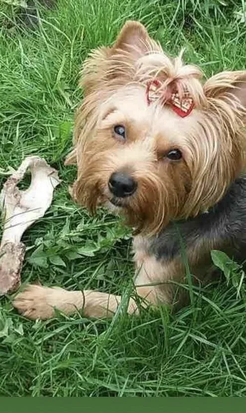 Fryzjer dla psów Maja 90 zł