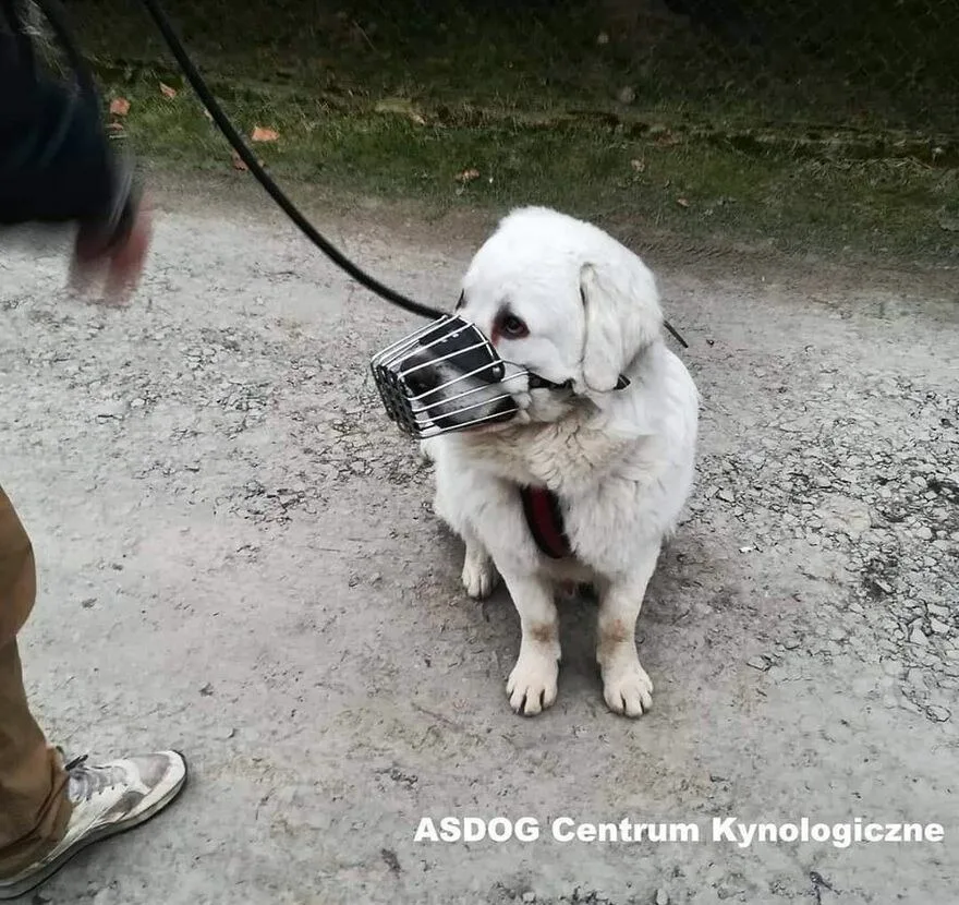 Terapia Behawioralna Psów ASDOG -Krosno i okolice