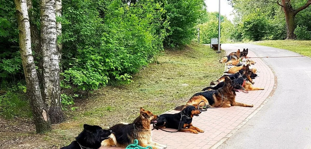 Szkolenie psów Kielce